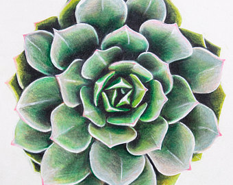 Succulent Plant Drawing at PaintingValley.com | Explore collection of ...