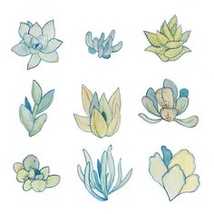 236x236 best succulent drawings images watercolor paintings - Succulent Plant Drawing