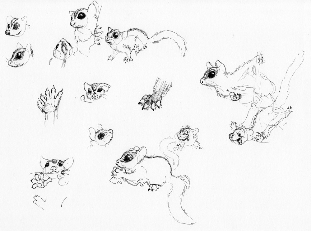 1000x741 Glidergossip - Sugar Glider Drawing