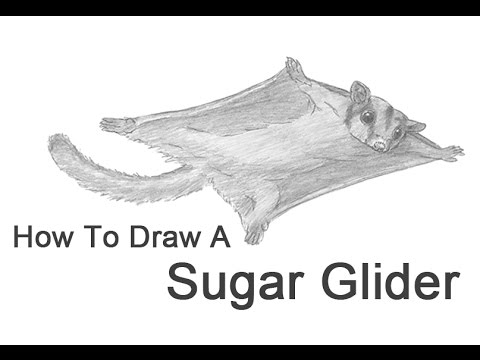 480x360 How To Draw A Sugar Glider - Sugar Glider Drawing
