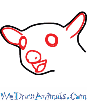 300x350 How To Draw A Sugar Glider - Sugar Glider Drawing