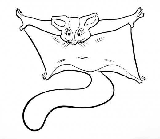 520x451 information about sugar gliders a fun and unusual pet pethelpful - Sugar Glider Drawing