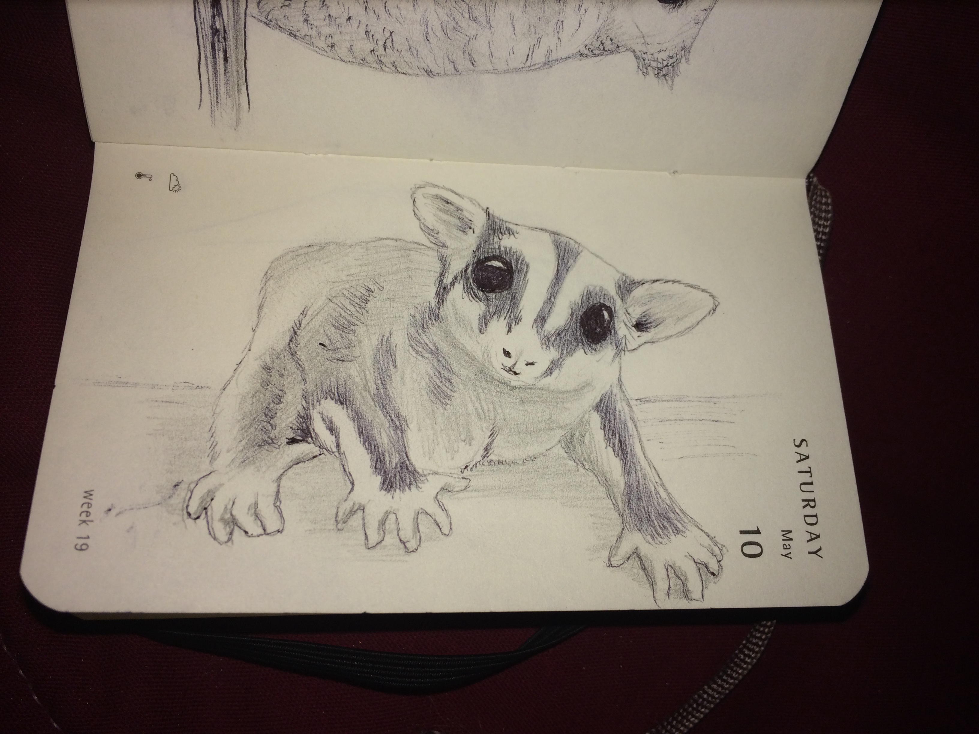 3264x2448 Mnaitodesigns Keeping It As Real As Possible, One Drawing - Sugar Glider Drawing