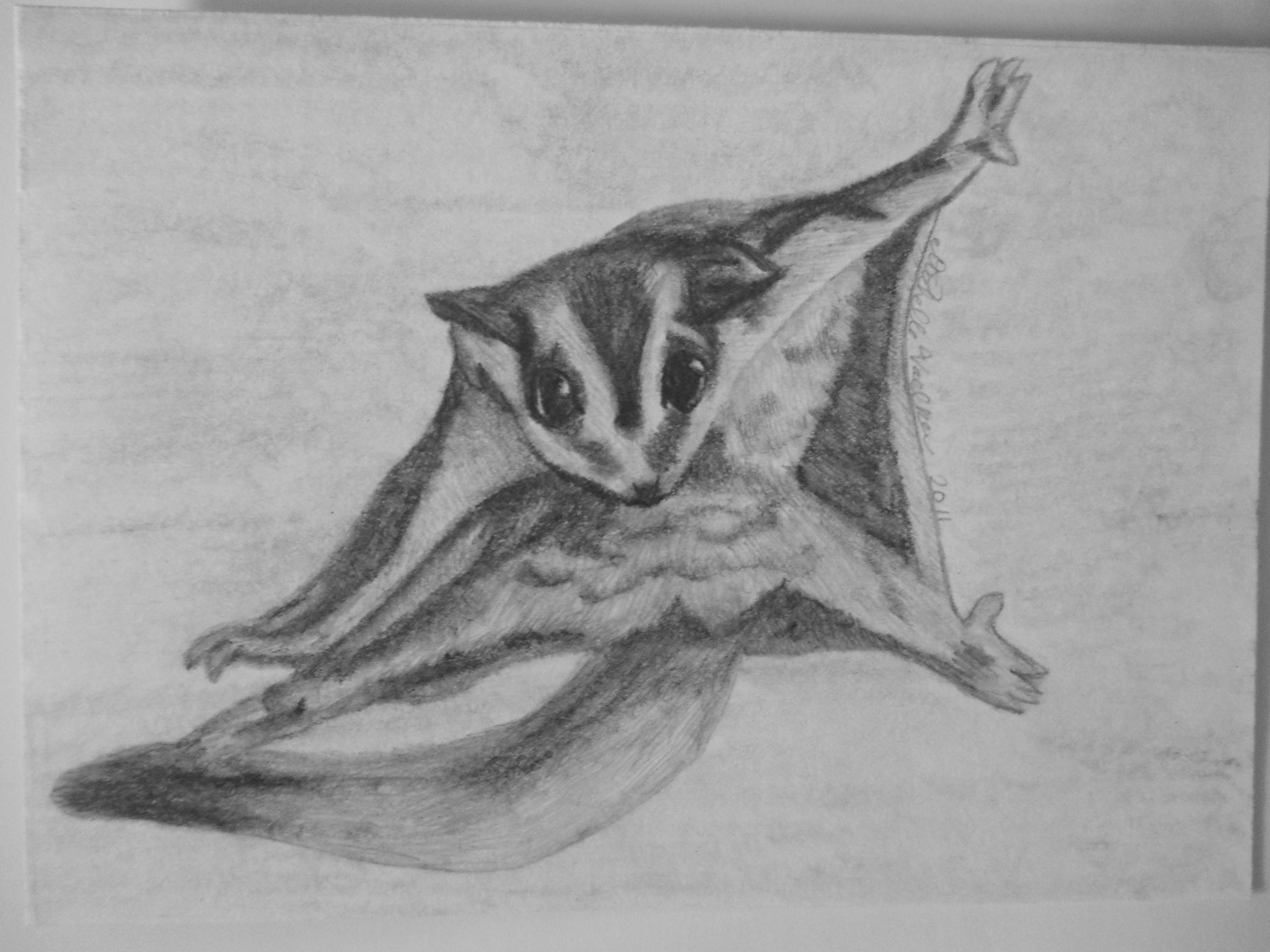 Sugar Glider Drawing at Explore collection of