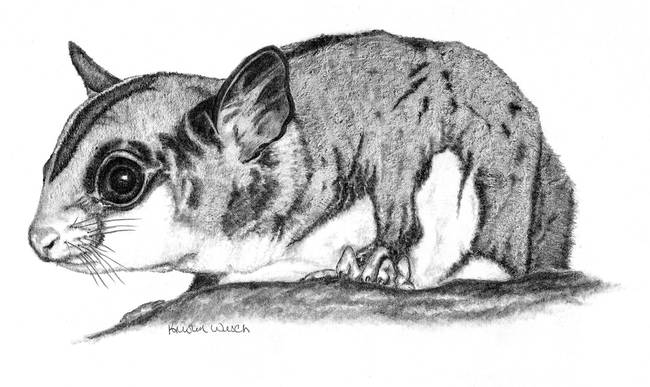 650x387 Sugar Glider - Sugar Glider Drawing