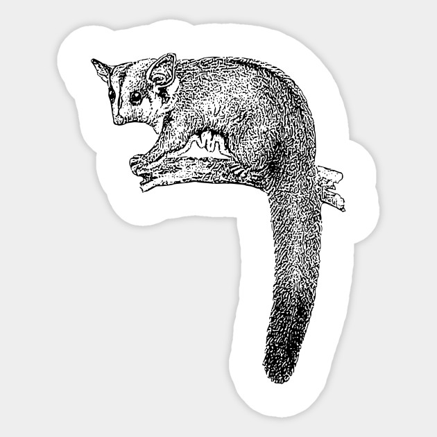 630x630 Sugar Glider - Sugar Glider Drawing