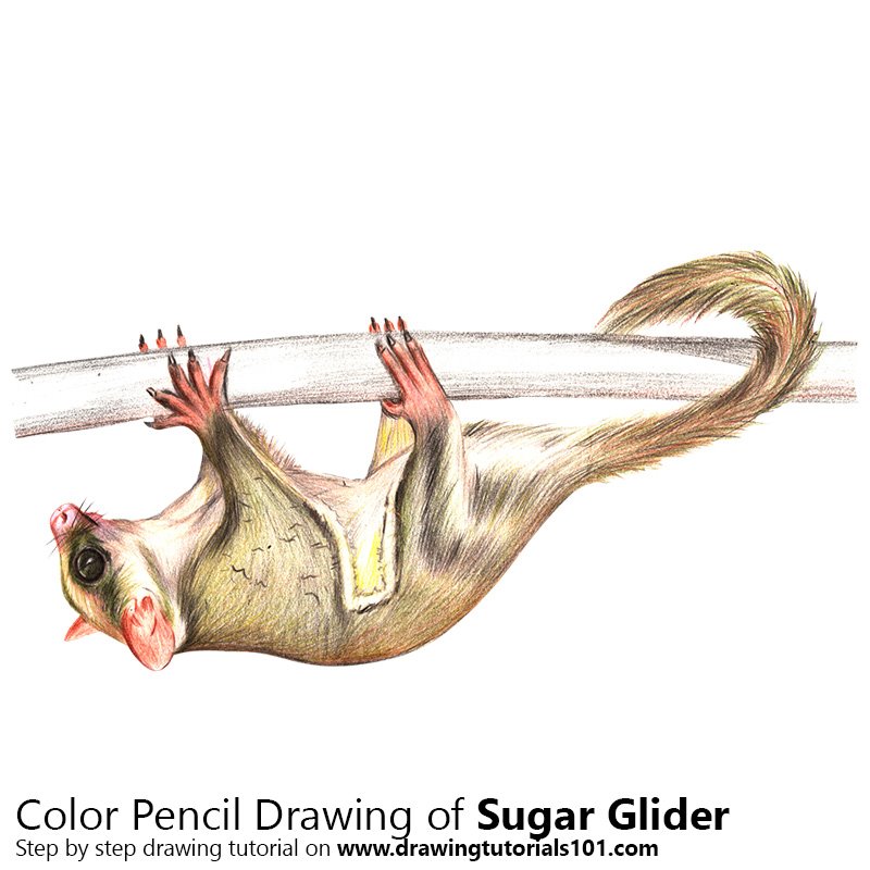 Sugar Glider Drawing at Explore collection of