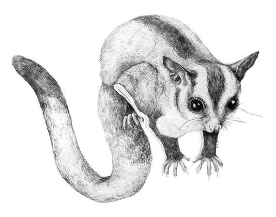 570x448 Sugar Glider Orginial Pencil Drawing Etsy - Sugar Glider Drawing