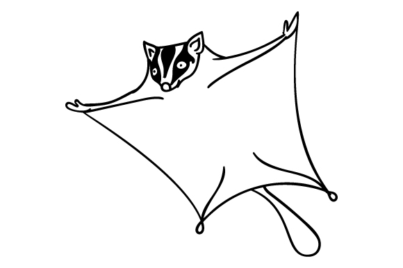 580x386 Sugar Glider - Sugar Glider Drawing