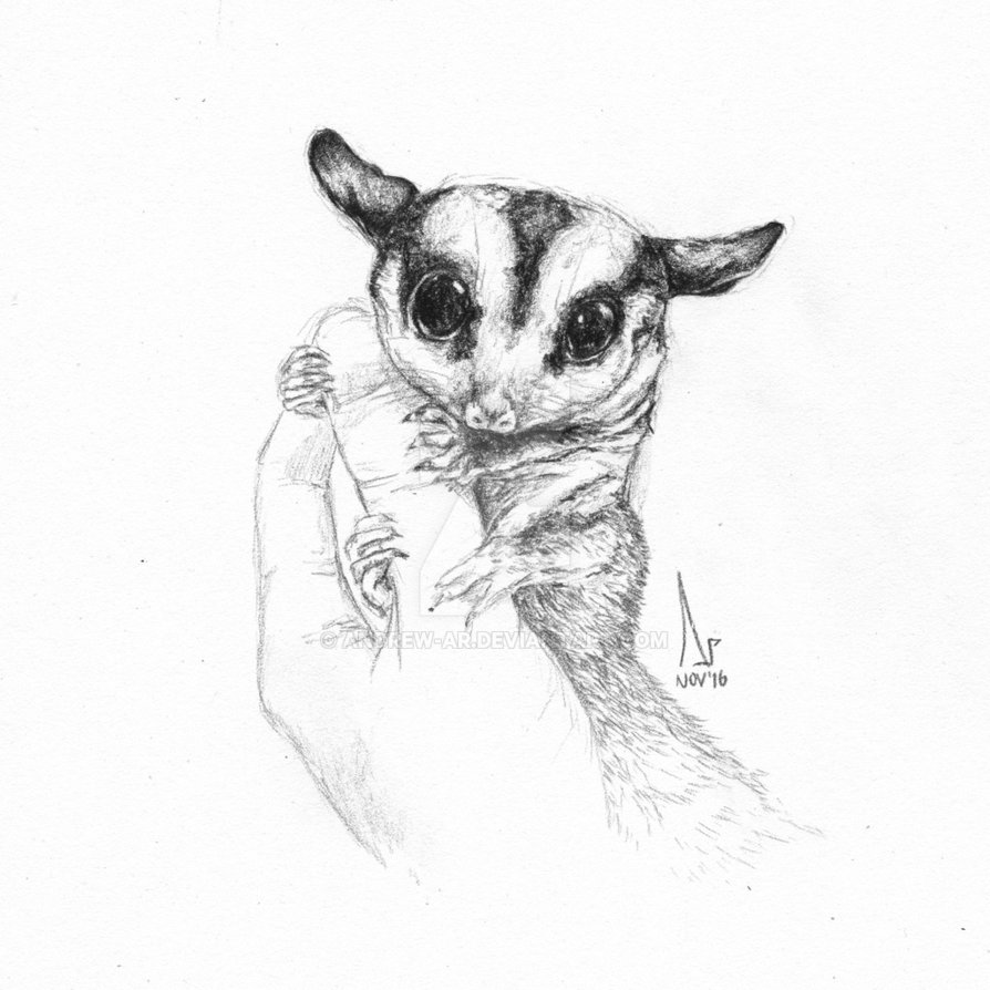 Sugar Glider Drawing at Explore collection of