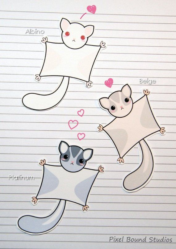 570x806 Chibi Sugar Glider Stickers And Magnets - Sugar Glider Drawing