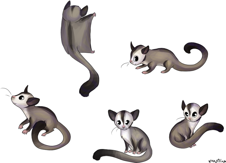793x572 Download Possum Clipart Sugar Glider - Sugar Glider Drawing