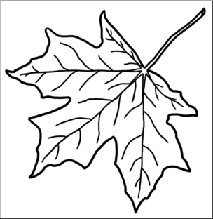 sugar maple leaf drawing step by step