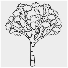 230x230 maple tree coloring - Sugar Maple Leaf Drawing