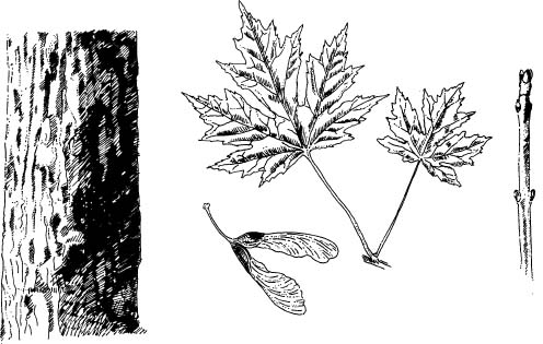 496x315 maple tree id - Sugar Maple Leaf Drawing