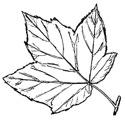 425x416 sugar maple leaf rubber stamp toys games - Sugar Maple Leaf Drawing