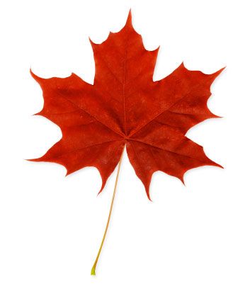 Sugar Maple Leaf Drawing at PaintingValley.com | Explore collection of ...