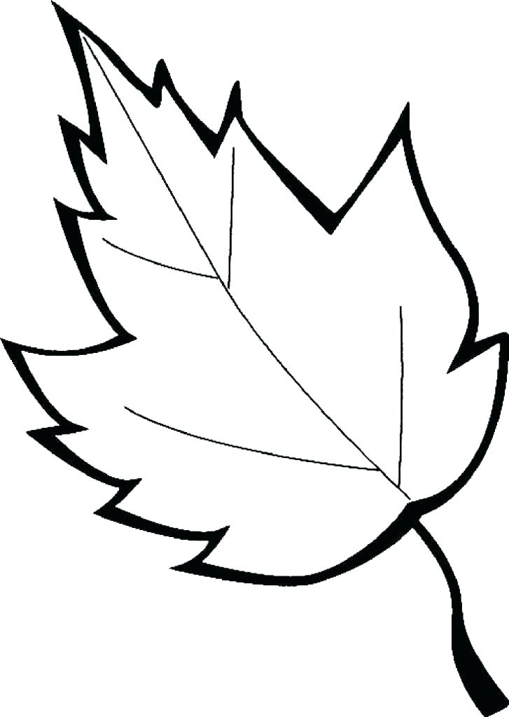 Sugar Maple Leaf Drawing at Explore collection of