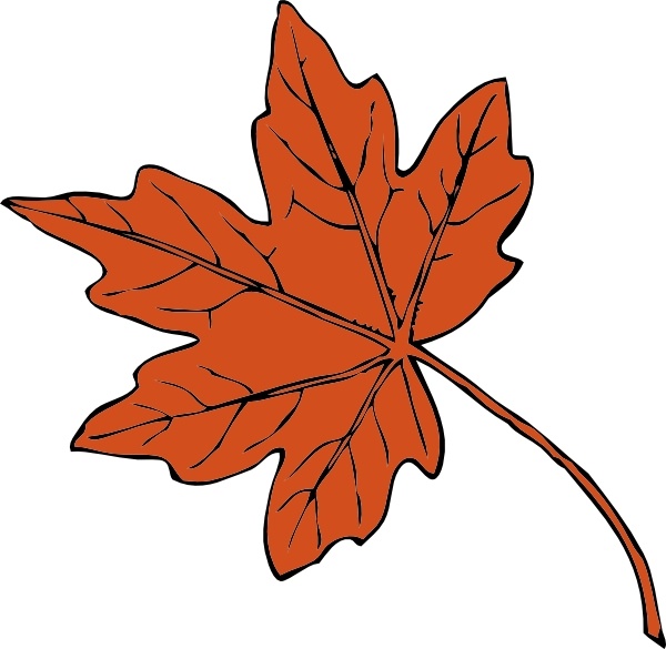 600x585 sugar maple leaf drawing - Sugar Maple Leaf Drawing
