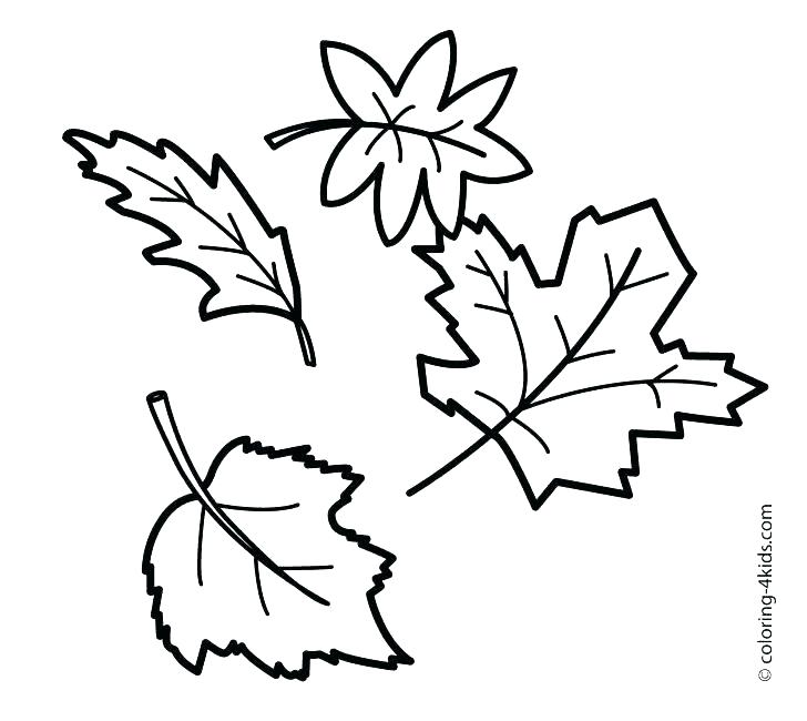 Sugar Maple Leaf Drawing at PaintingValley.com | Explore collection of ...