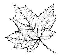 227x196 medium sugar maple leaf - Sugar Maple Leaf Drawing
