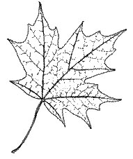 191x227 sugar maple - Sugar Maple Leaf Drawing