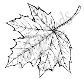 278x261 open sugar maple leaf - Sugar Maple Leaf Drawing