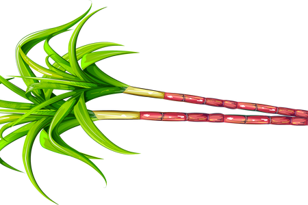 450x300 Cane Drawing Sugarcane Crop Transparent Png Clipart Free - Sugarcane Drawing