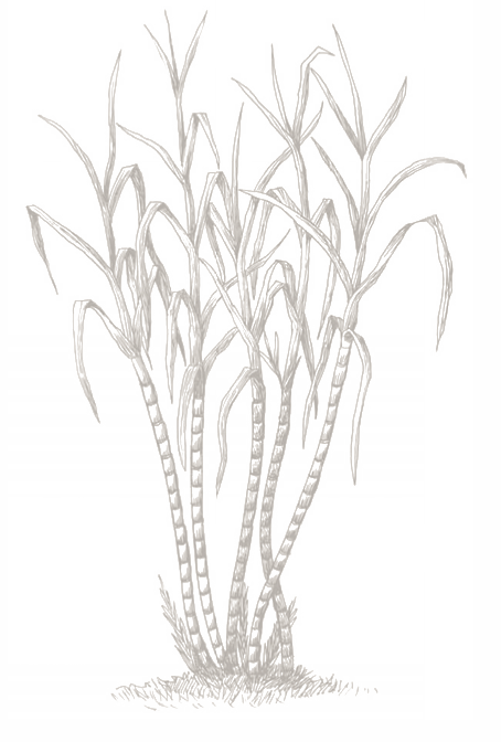 454x672 Cane Drawing Sugarcane Plant Transparent Png Clipart Free - Sugarcane Drawing