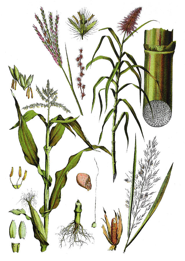 638x900 Corn, Sugarcane And Others Drawing - Sugarcane Drawing