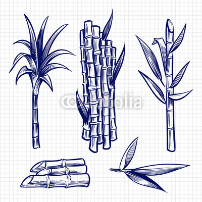 400x400 Hand Drawn Sugar Cane Set Vector Illustration Buy Photos Ap - Sugarcane Drawing