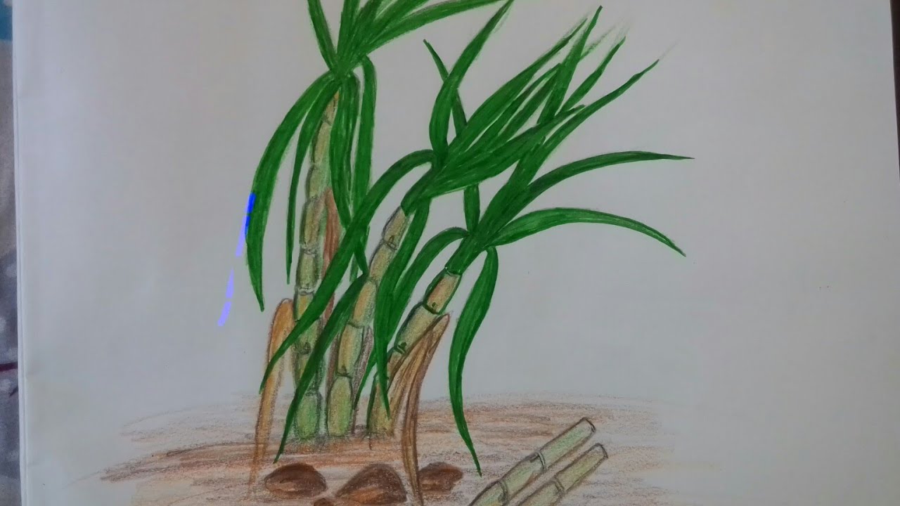 Sugarcane Drawing at PaintingValley.com | Explore collection of