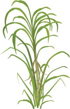 236x368 Image Result For Sugarcane Painting Our Enchanted Cottage - Sugarcane Drawing