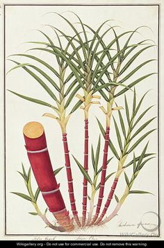 236x358 Sugar Cane Plant Drawing Officinarum - Sugarcane Drawing
