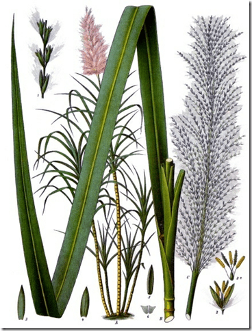 368x484 Sugarcane - Sugarcane Drawing