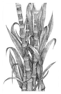 236x364 Sugarcane Gif Assorted Gif - Sugarcane Drawing