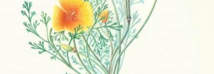 830x290 drawing summer flowers point reyes insider - Summer Flowers Drawing