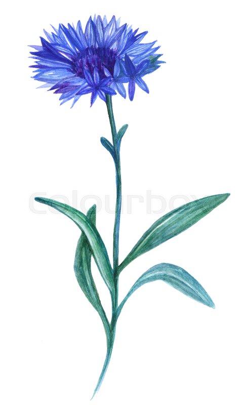 480x800 Isolated Beautiful Hand Drawing Summer Stock Photo Colourbox - Summer Flowers Drawing