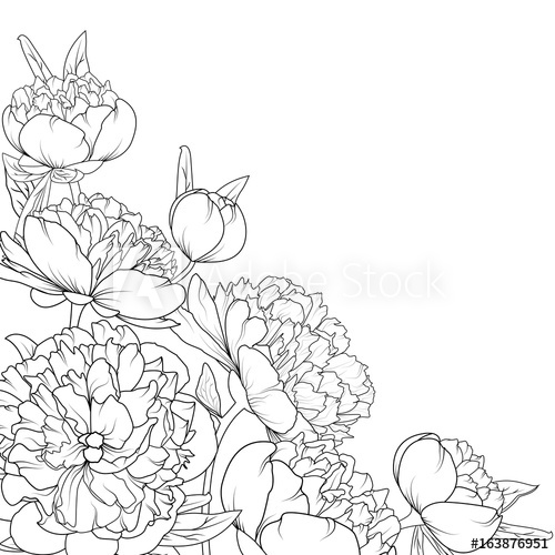 500x500 Peony Rose Garden Spring Summer Flowers Black And White Detailed - Summer Flowers Drawing