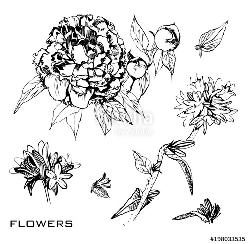 500x492 Illustration Of Drawing Ink Botanical Summer Flowers Hand Drawn - Summer Flowers Drawing