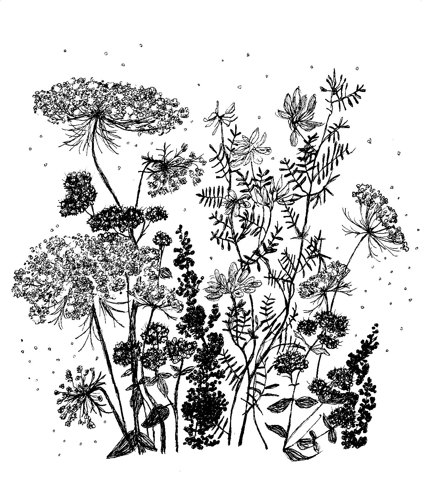 1344x1536 annie seikonia fiction poetry art writing delights - Summer Flowers Drawing