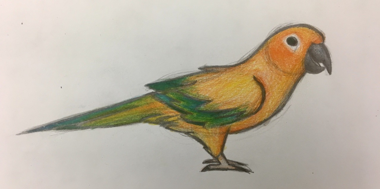 1280x638 Modocrisma An Unfinished Drawing Of A Sun Conure I Was Doing - Sun Conure Drawing