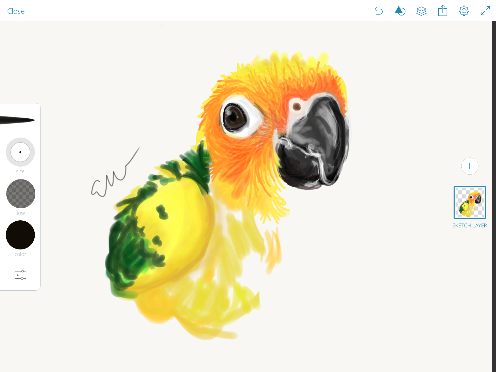 2048x1536 So I'm Drawing A Baby Sun Conure Any Thoughts Or Tips I Can - Sun Conure Drawing
