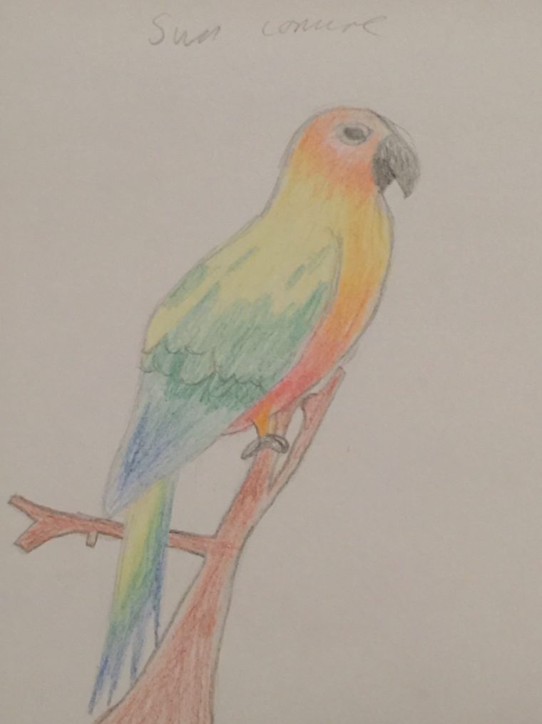 760x1014 Sun Conure - Sun Conure Drawing