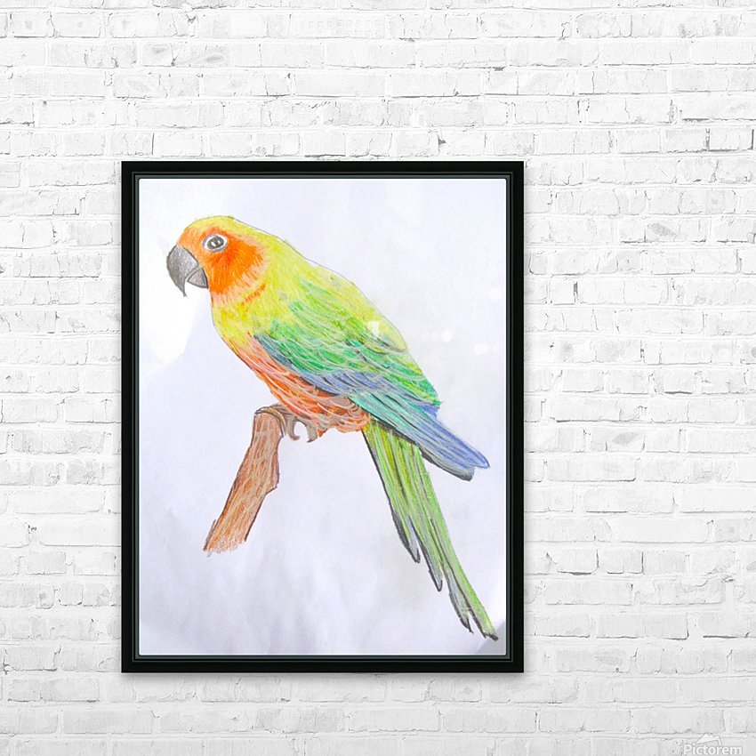 850x850 Sun Conure - Sun Conure Drawing