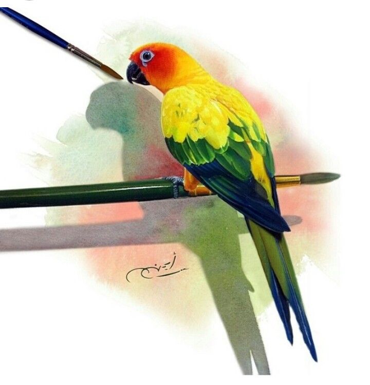 720x750 Sun Conure Art In Conure, Pet Birds, Art - Sun Conure Drawing