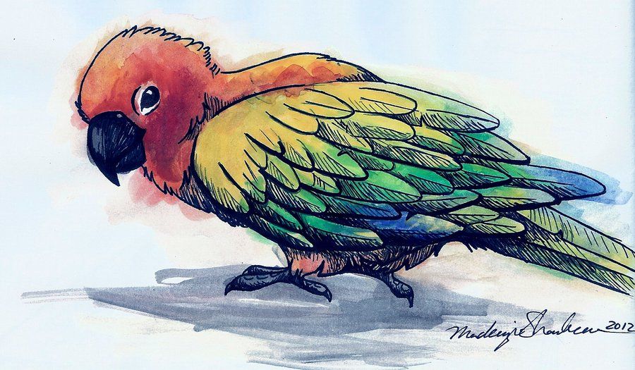 Sun Conure Drawing at Explore collection of Sun