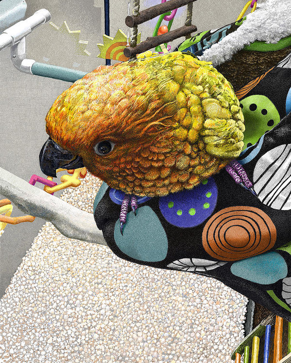 600x749 Sun Conure And It's Sleeping Bag Poster - Sun Conure Drawing