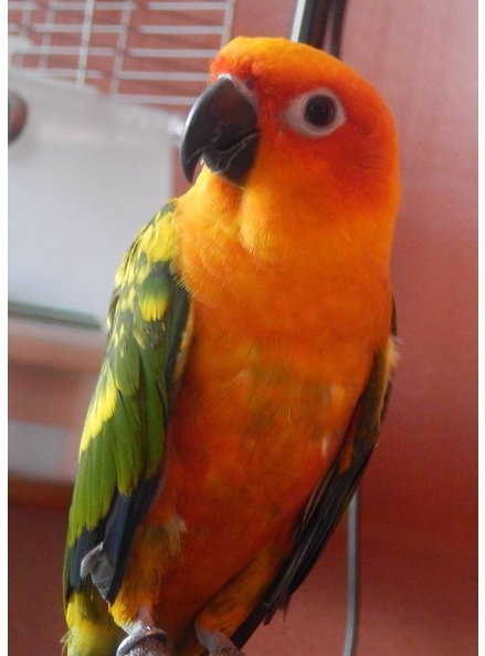 439x593 Sun Conure Drawing Birds Amino Amino - Sun Conure Drawing