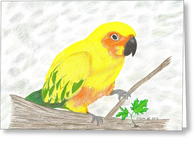 646x470 Sun Conure Drawing - Sun Conure Drawing